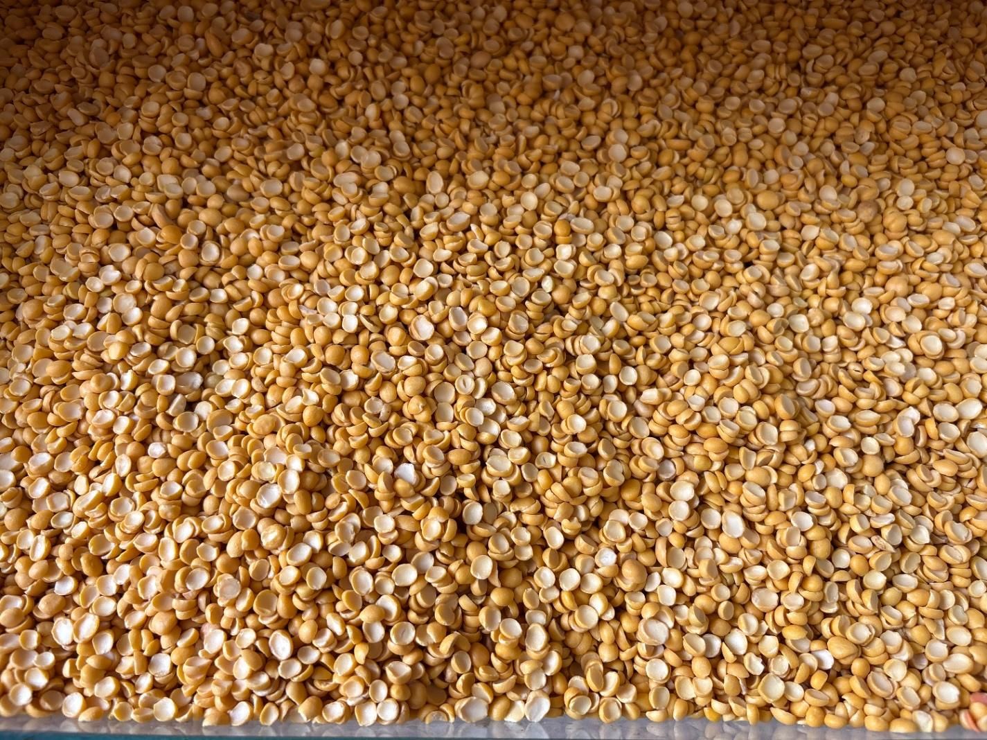 پخش حبوبات عمده ب (مستقیم از کشاورز خرید کنید)|خوردنی و آشامیدنی|رشت, منظریه|دیوار