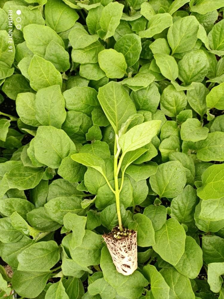 نشا گوجه فلفل بادمجان کرفس و...|خدمات باغبانی و درختکاری|مرودشت, تخت جمشید|دیوار