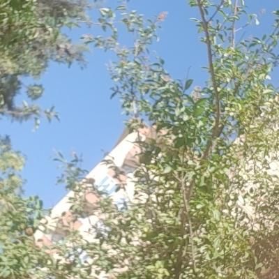 گواهینامه رانندگی گم شده|اشیا|تبریز, |دیوار