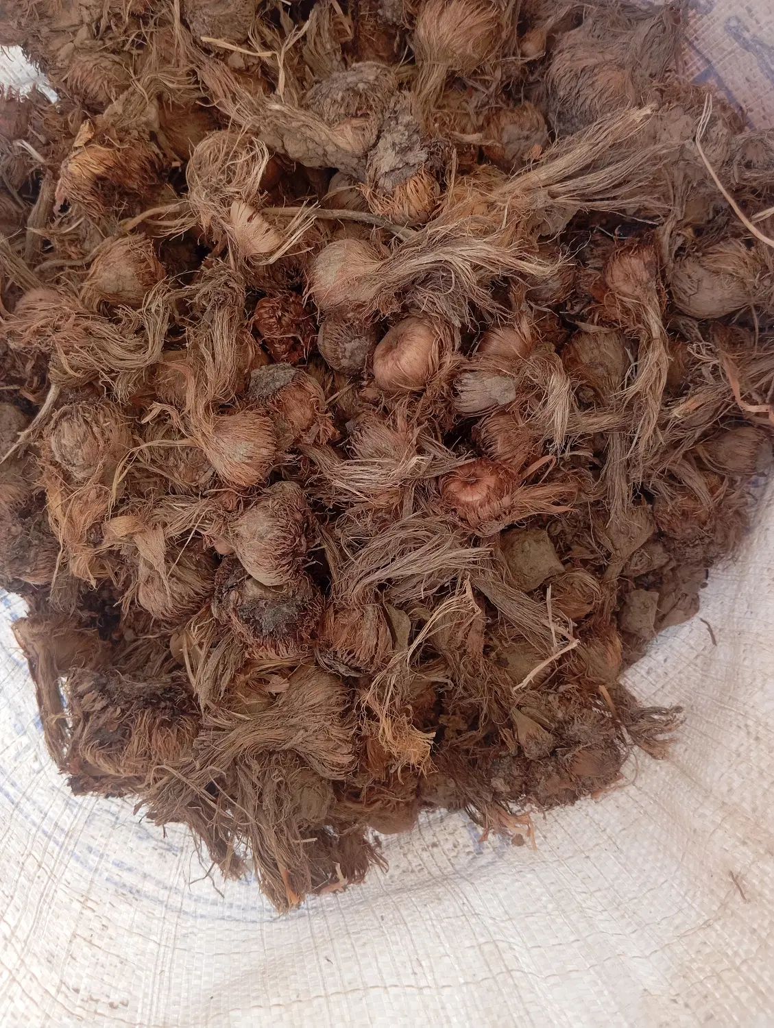 پیاز زعفران ۵۰ مخصوص خطا کاری|خدمات باغبانی و درختکاری|تربت‌حیدریه, حیدرآباد|دیوار