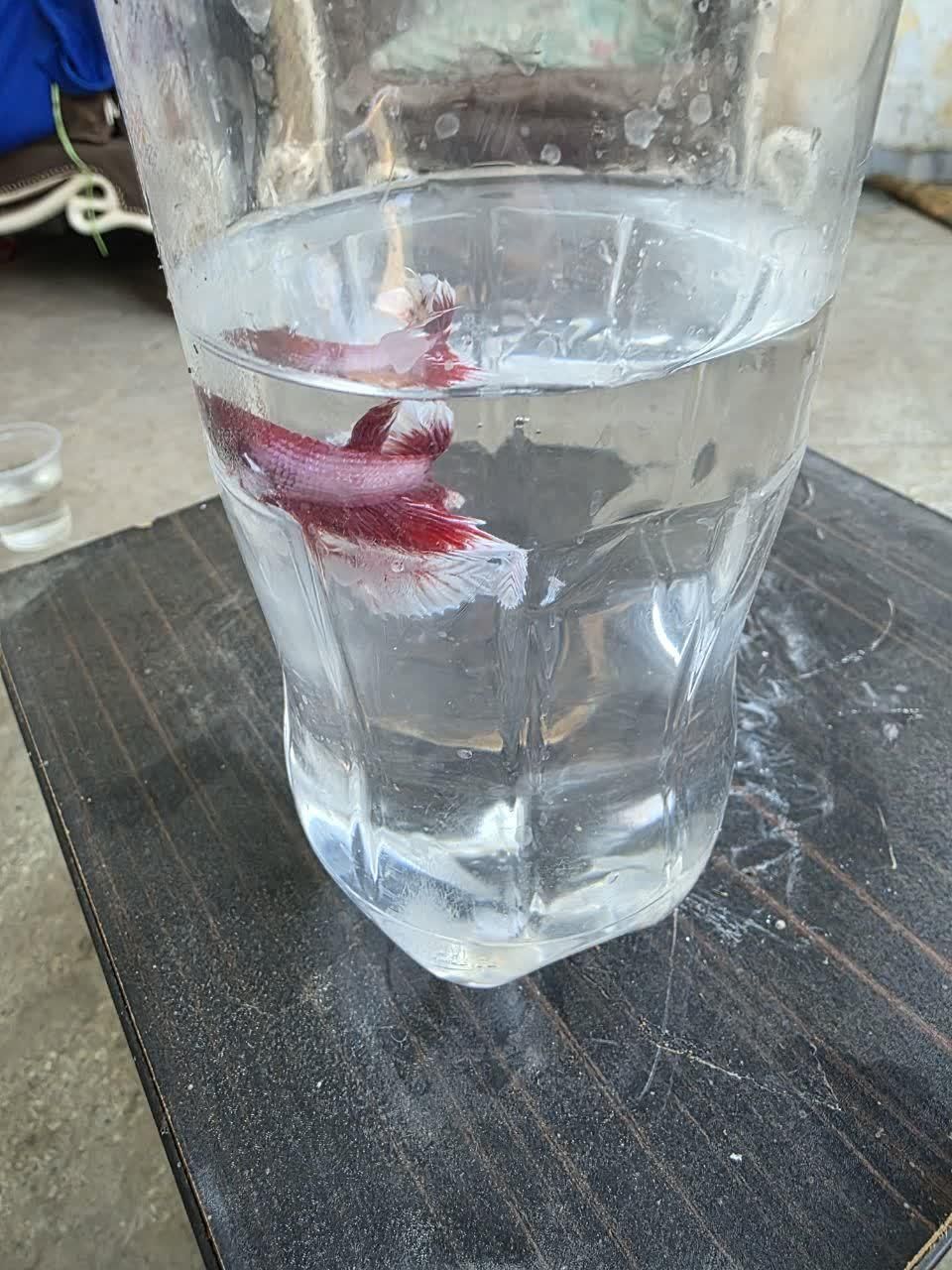 ماهی فایتر مینیاتوری رنگ خاص و پچه فلاور کینگ سایز|ماهی|قم, پردیسان|دیوار