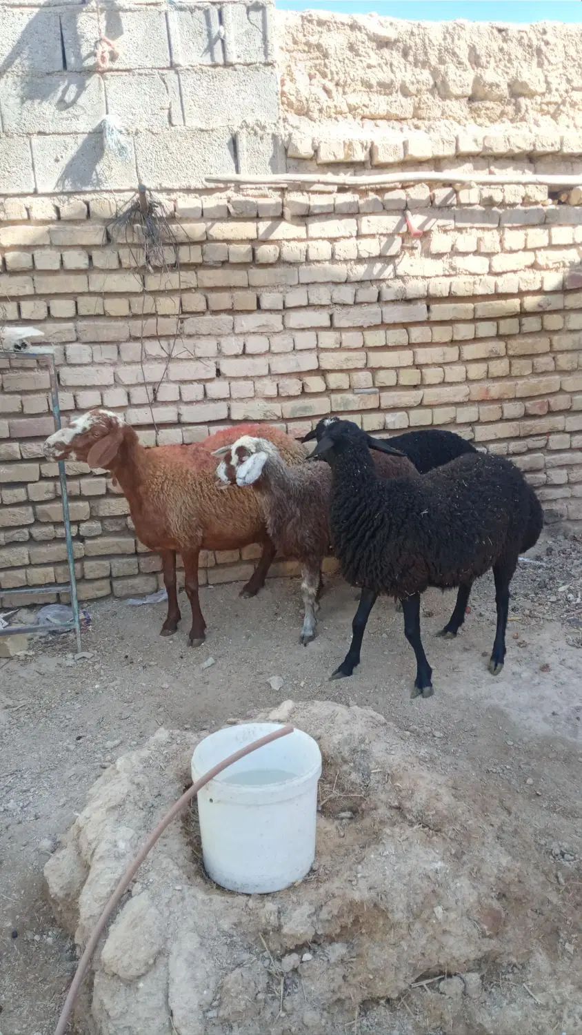 یک جفت میش جوان با بره|حیوانات مزرعه|اصفهان, شهرستان|دیوار