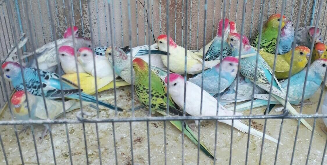 مرغ عشق و کوتوله برزیلی دستی دررنگ های مختلف|پرنده|قم, سرحوض|دیوار