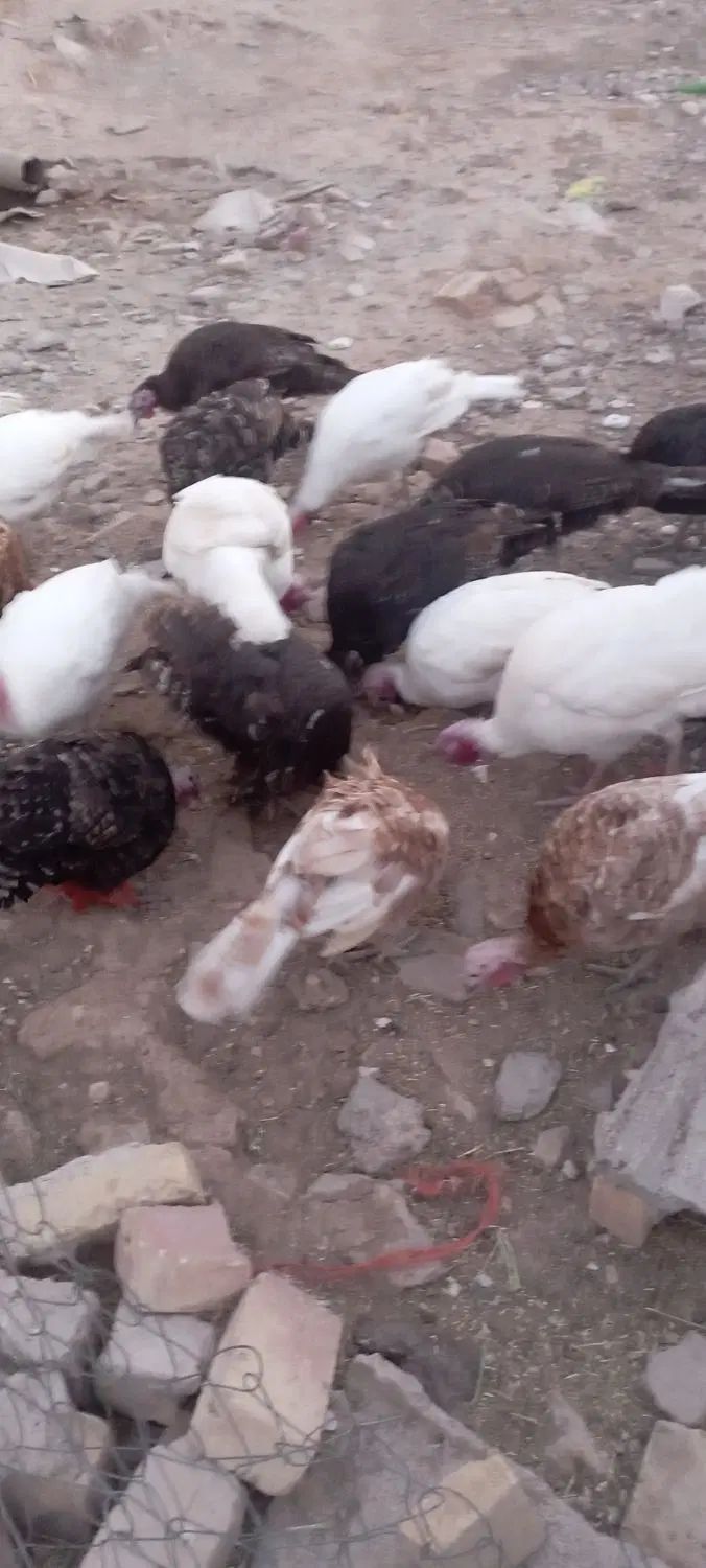 بوقلمون|حیوانات مزرعه|رشت, بوسار|دیوار