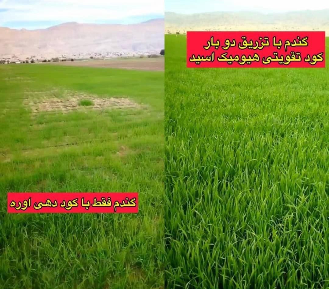 کارشناس برنامه کوددهی باغ و زمین کشاورزی|خدمات باغبانی و درختکاری|اصفهان, سرچشمه|دیوار