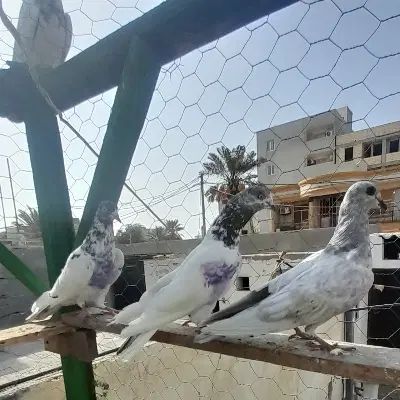 کبوتر پاکستانی معامله با مرغ عشق یا کبوتر رنگی|پرنده|چابهار, |دیوار
