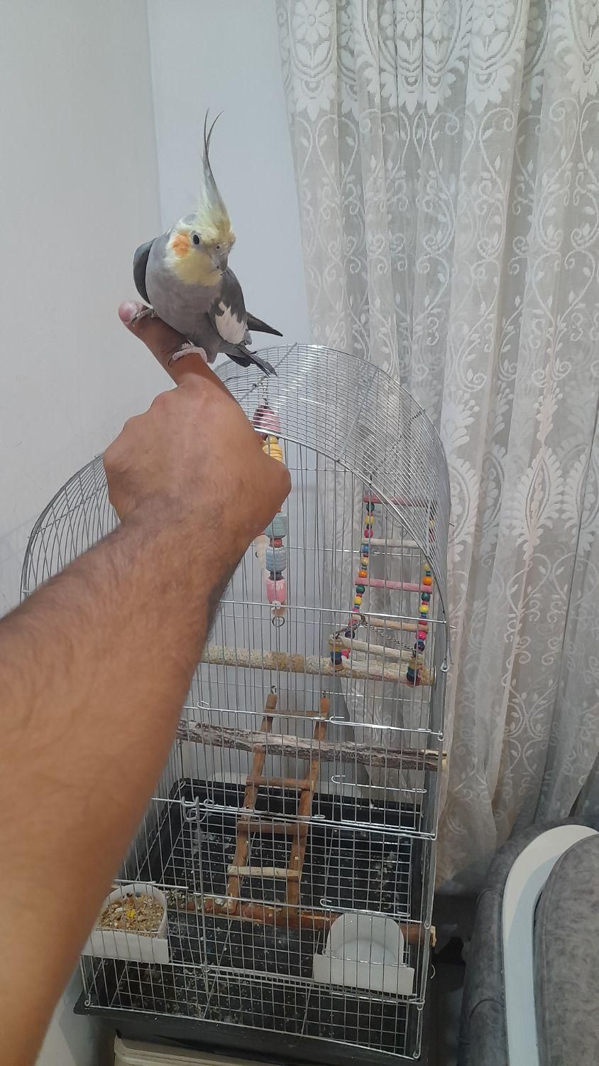 عروس هلندی سخنگو|پرنده|هشتگرد, |دیوار