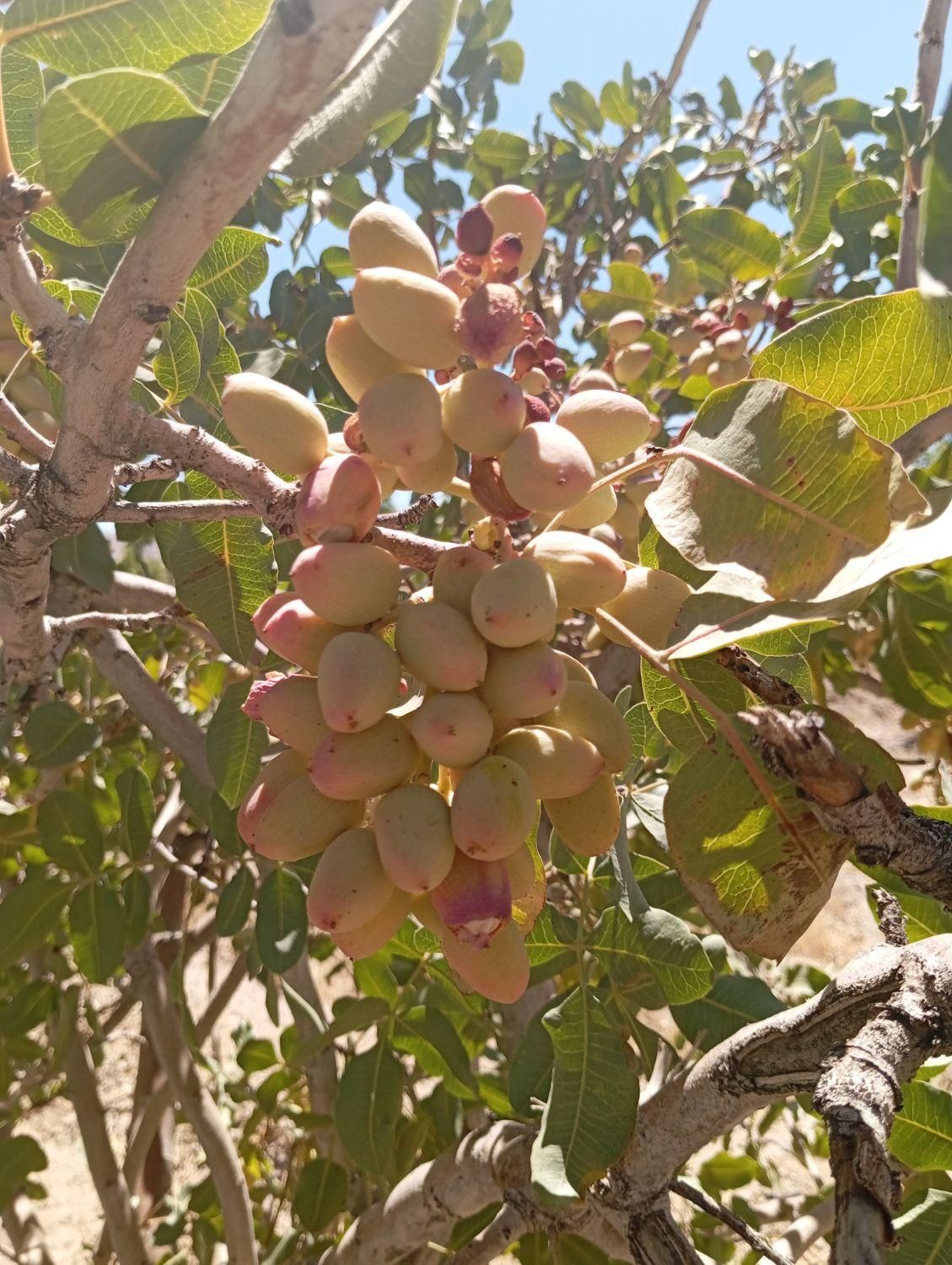 تصویر 2