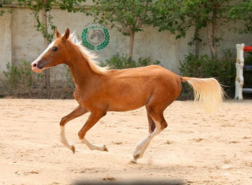طلا یال دم شسته سمند|اسب و تجهیزات اسب‌سواری|تهران, آبشار تهران (دریاچه)|دیوار