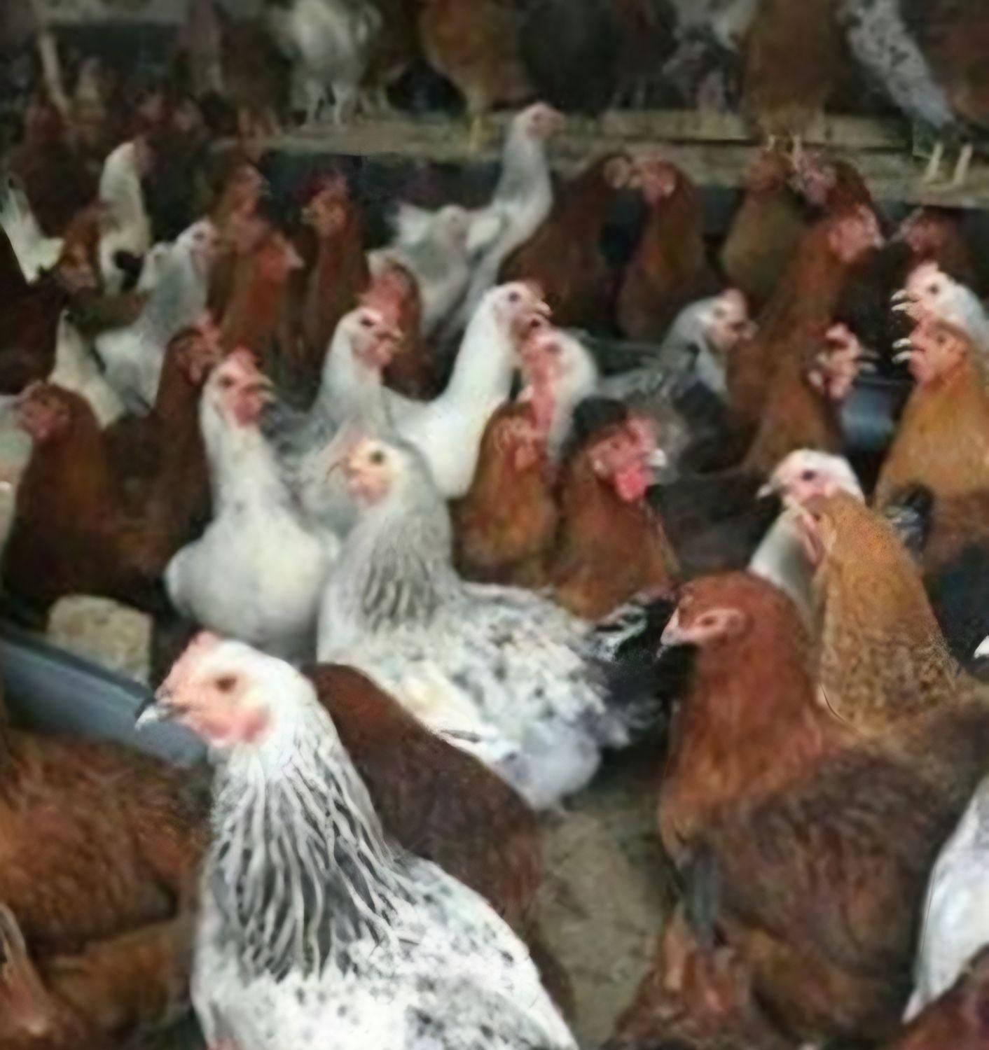 نیمچه مرغ خروس بومی گلپایگانی جهادی بلک استار|حیوانات مزرعه|اصفهان, بهارستان|دیوار