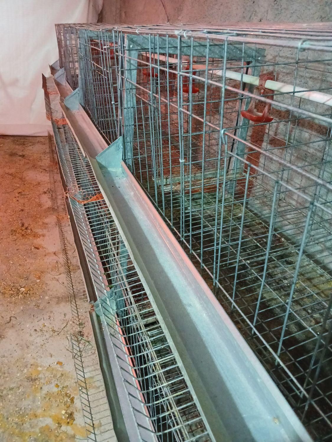 فروش قفس ایستاده مرغتخمذار|لوازم جانبی حیوانات|فراغی, |دیوار