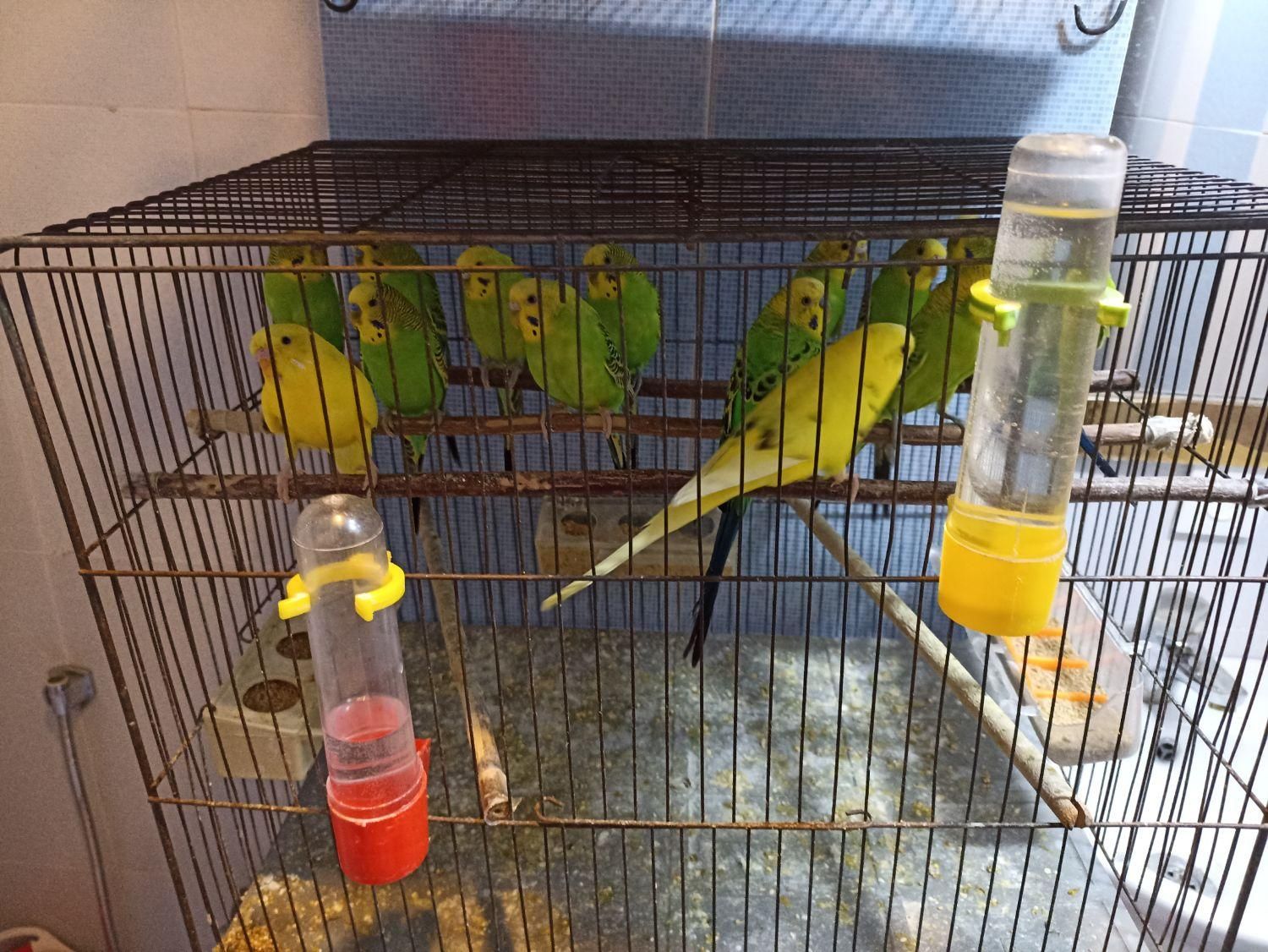 ۸ عدد مرغ عشق ۷ تا نر یک عدد ماده|پرنده|رودهن, |دیوار