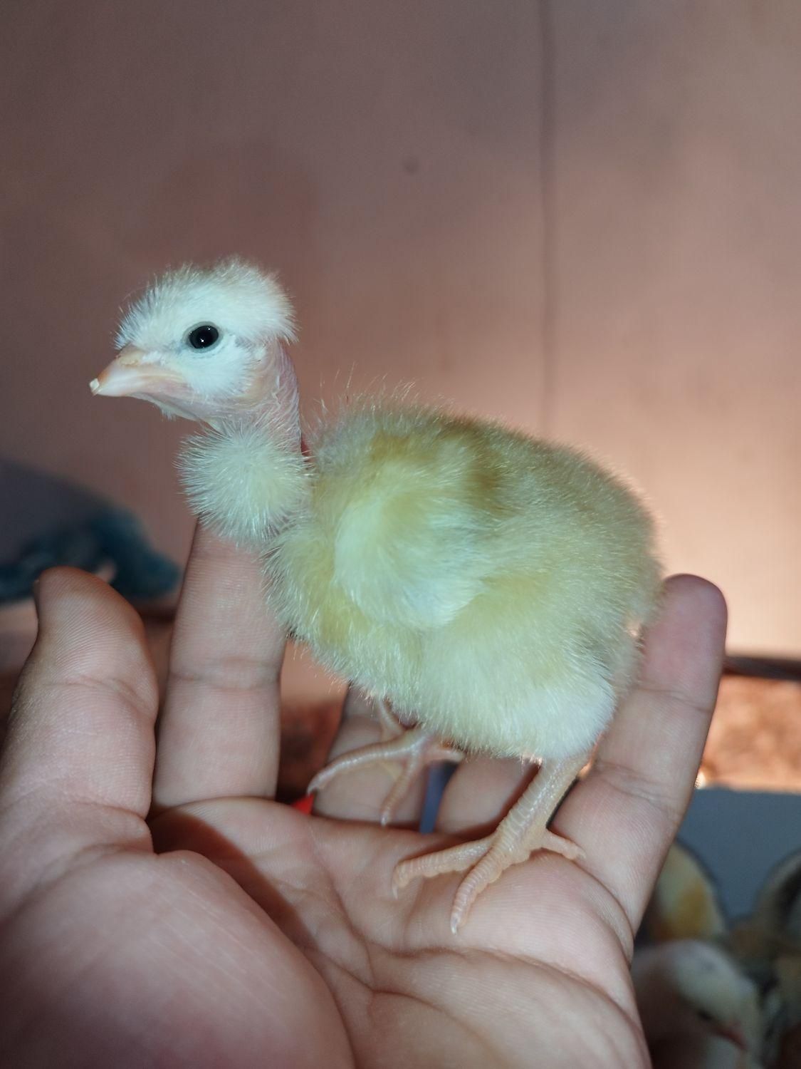 جوجه محلی و گلپایگانی|حیوانات مزرعه|گرگان, |دیوار