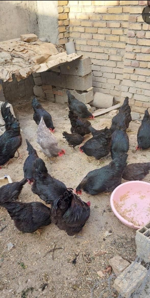 خروس سیاه مرغ قربونی رفع بلا چشمونظرارسال ذبح رایگ|حیوانات مزرعه|قم, نیروگاه|دیوار