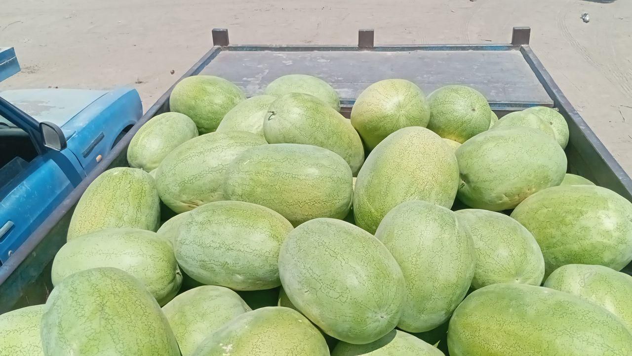 هندوانه گنبد مستقیم از سر زمین|خوردنی و آشامیدنی|نوشهر, |دیوار