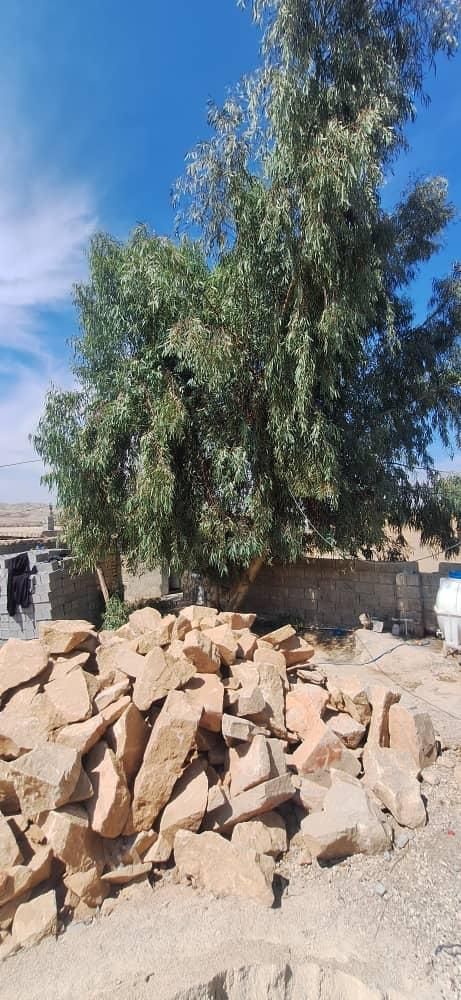 خریدوفروش انواع درخت( اکالیپتوس)مورت صنوبرابریشم|خدمات باغبانی و درختکاری|بهبهان, |دیوار