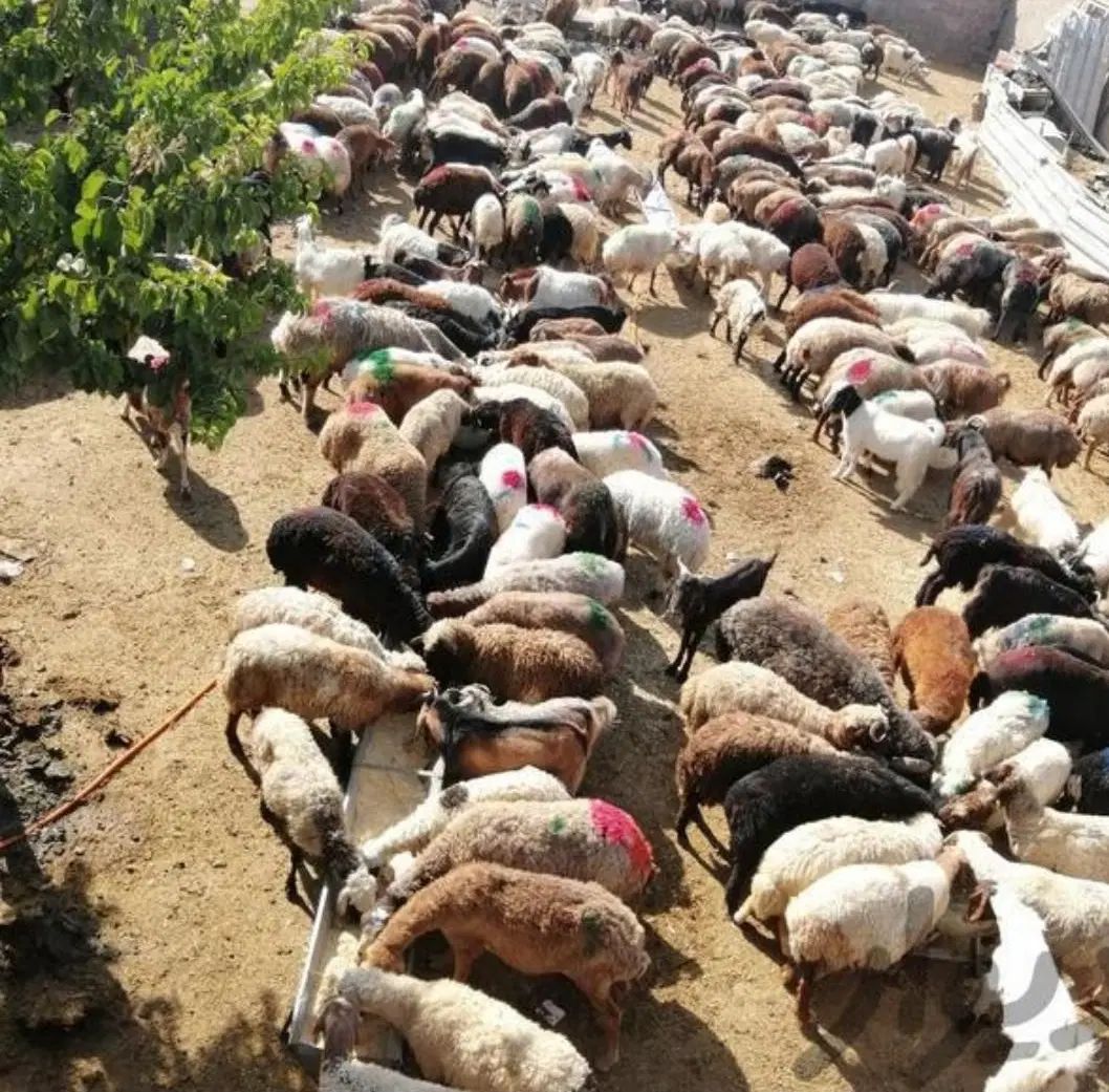 انواع گوسفند سبک و سنگین به قیمت بازار دام ووخونی|حیوانات مزرعه|مشهد, توس (بلوار توس)|دیوار