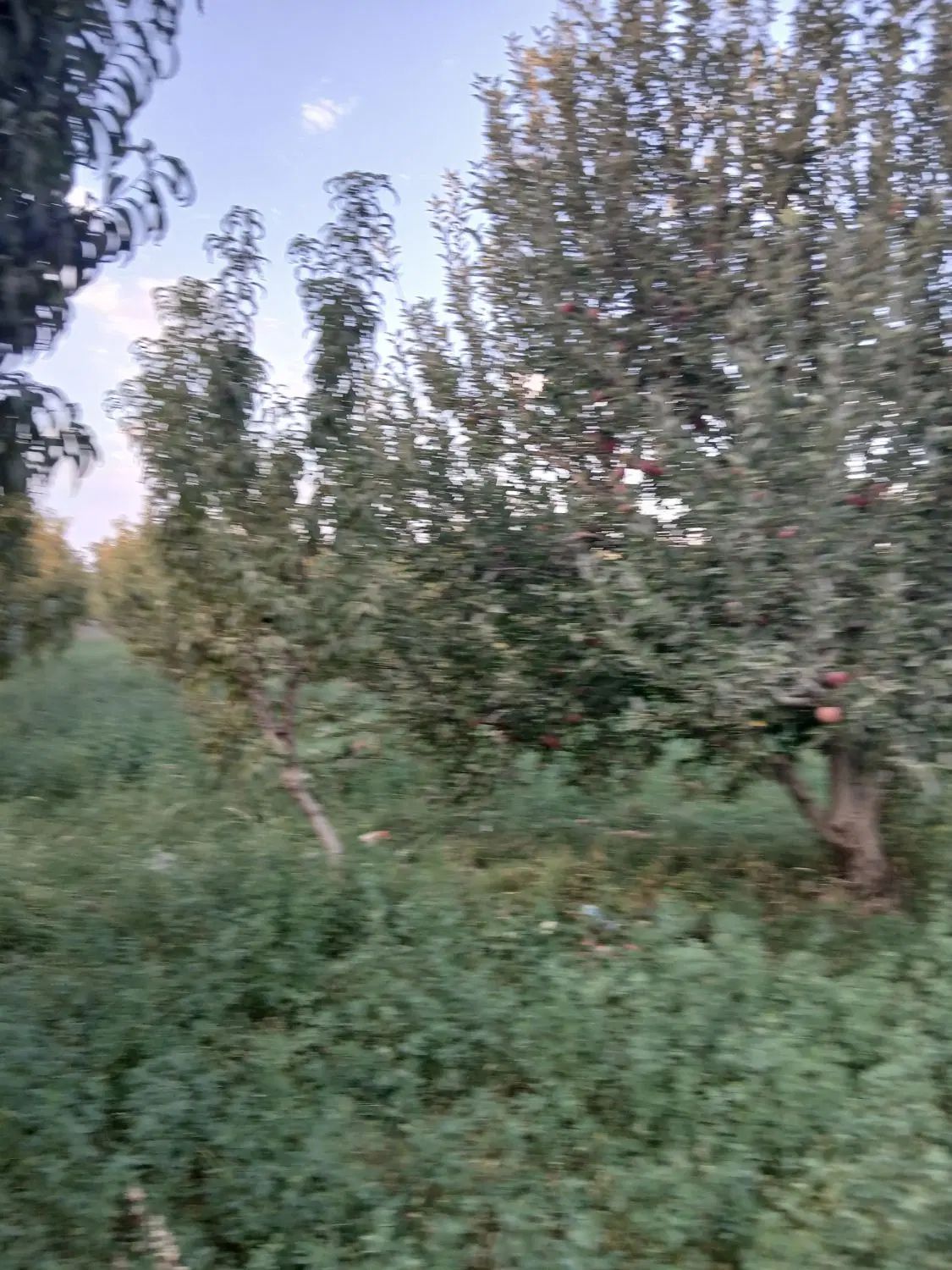 باغچه الوان بر آسفالت تازه کندقشلاق ۸۰۰ متر|فروش زمین و ملک کلنگی|ارومیه, |دیوار