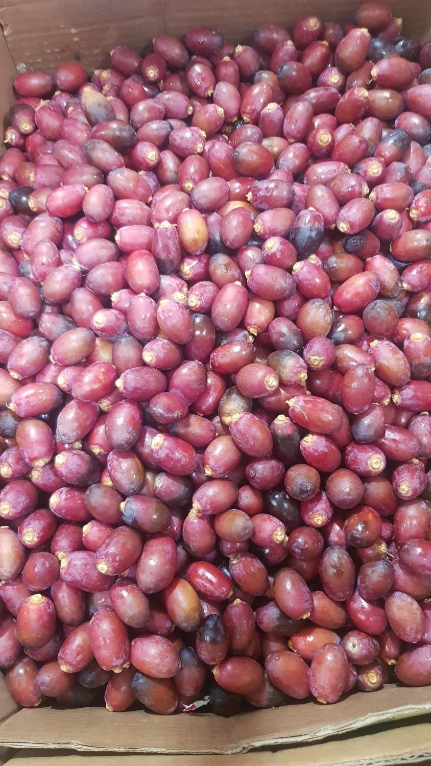رطب و خرما درجه یک|خوردنی و آشامیدنی|اصفهان, ارغوانیه|دیوار