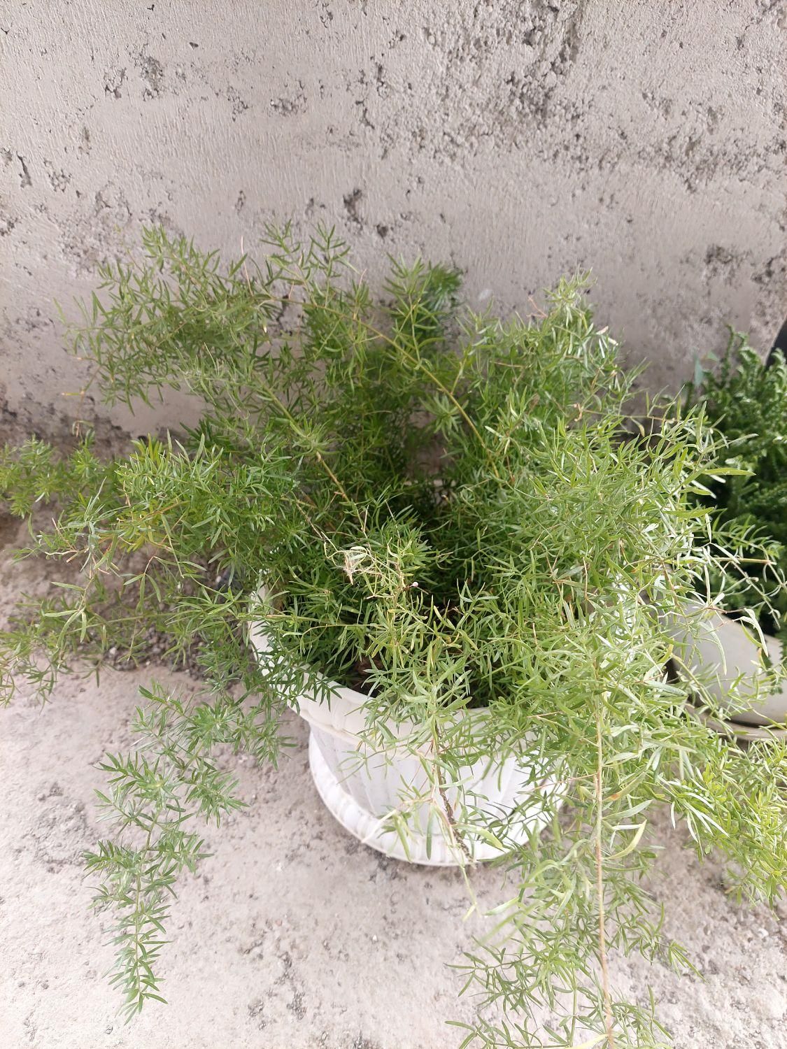 گیاه گل شویدی (مارچوبه زینتی)|گل و گیاه طبیعی|رشت, جهاد|دیوار