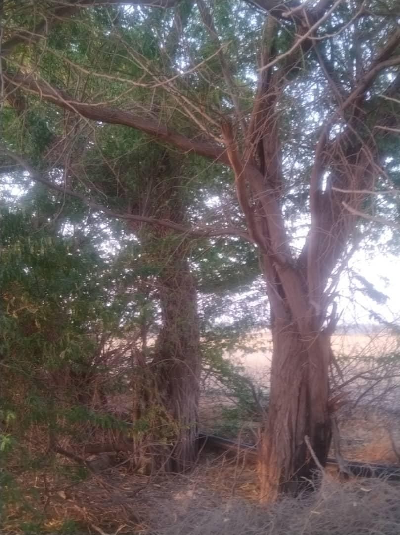 قطع نخل و درخت با خرید چوب درخت|خدمات باغبانی و درختکاری|بوشهر, |دیوار