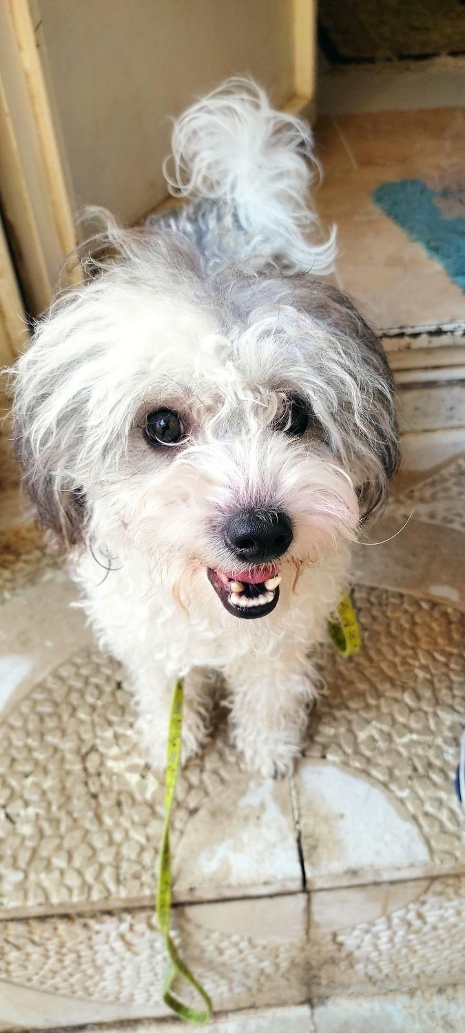 شیتزو گم شده|سگ|ایلام, |دیوار