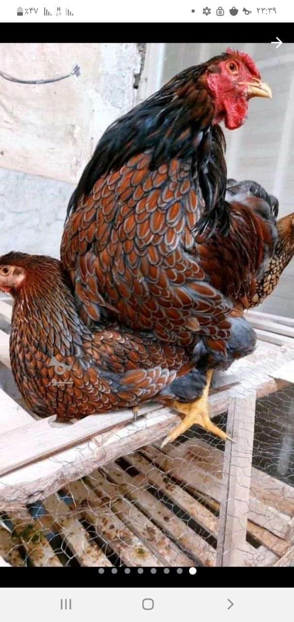 تخم و جوجه ویاندوت|حیوانات مزرعه|تهران, شهرک ژاندارمری|دیوار