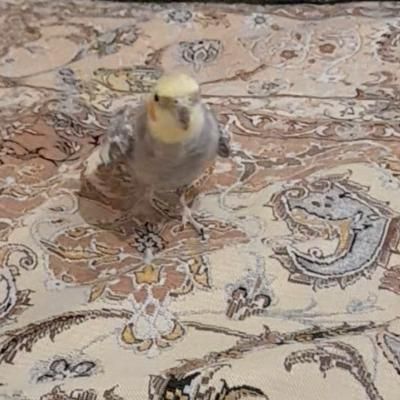 عروس هلندی گم شده|حیوانات|کرج, مارلیک|دیوار