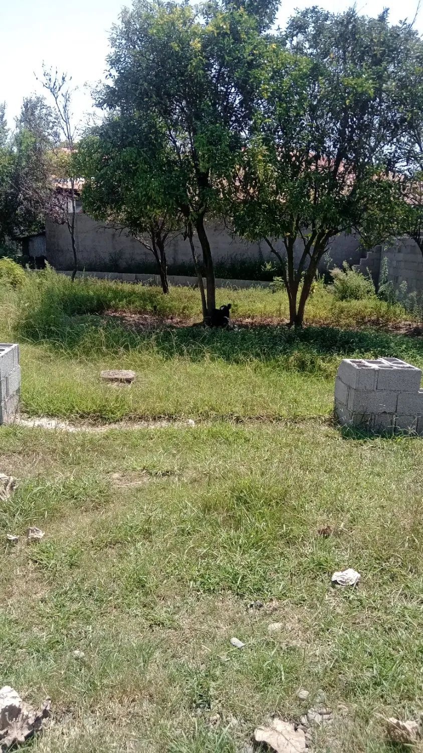 ۲۰۰متر با پروانه ساخت ۷۱متری در گورابزرمیخ روستای|فروش زمین و ملک کلنگی|گوراب زرمیخ, |دیوار