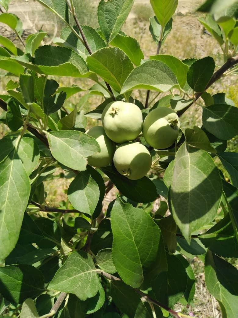 باغ سنددار۱۷۰۰متر در منطقه سامان شوراب امامیه|فروش زمین و ملک کلنگی|شهرکرد, |دیوار