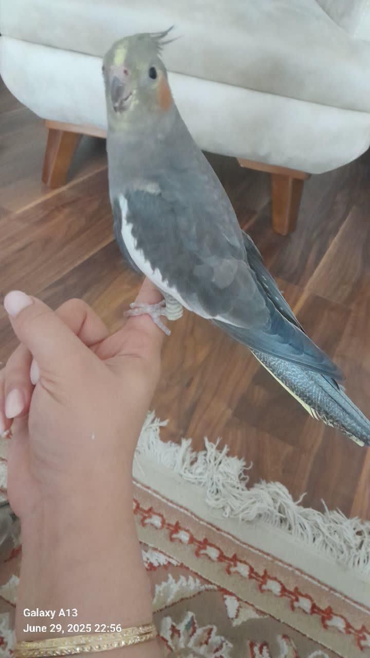 ماده یک ساله فول رام|پرنده|بابل, |دیوار