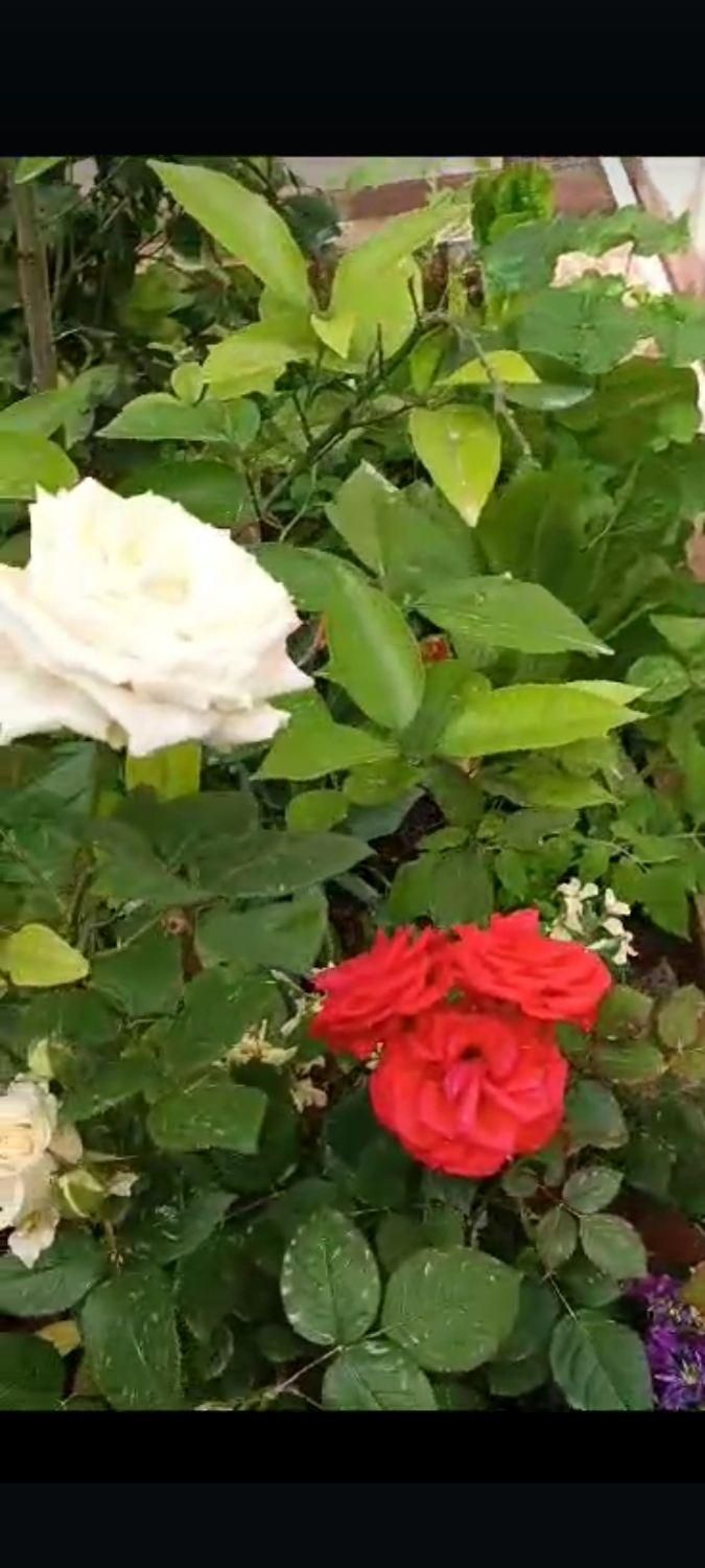 گوشواره قلبی گم شده|اشیا|بهبهان, |دیوار