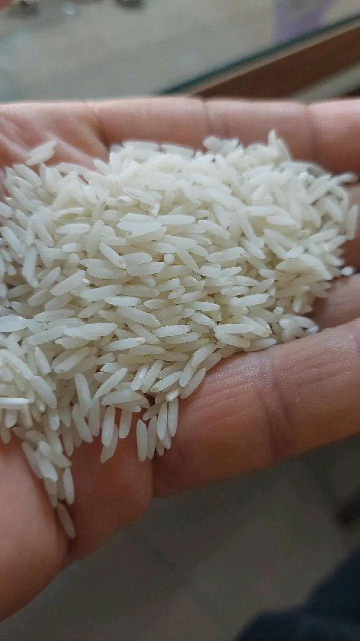 برنج فرداعلا طارم هاشمی درباری فریدونکنار  تضمینی|خوردنی و آشامیدنی|کرمانشاه, |دیوار