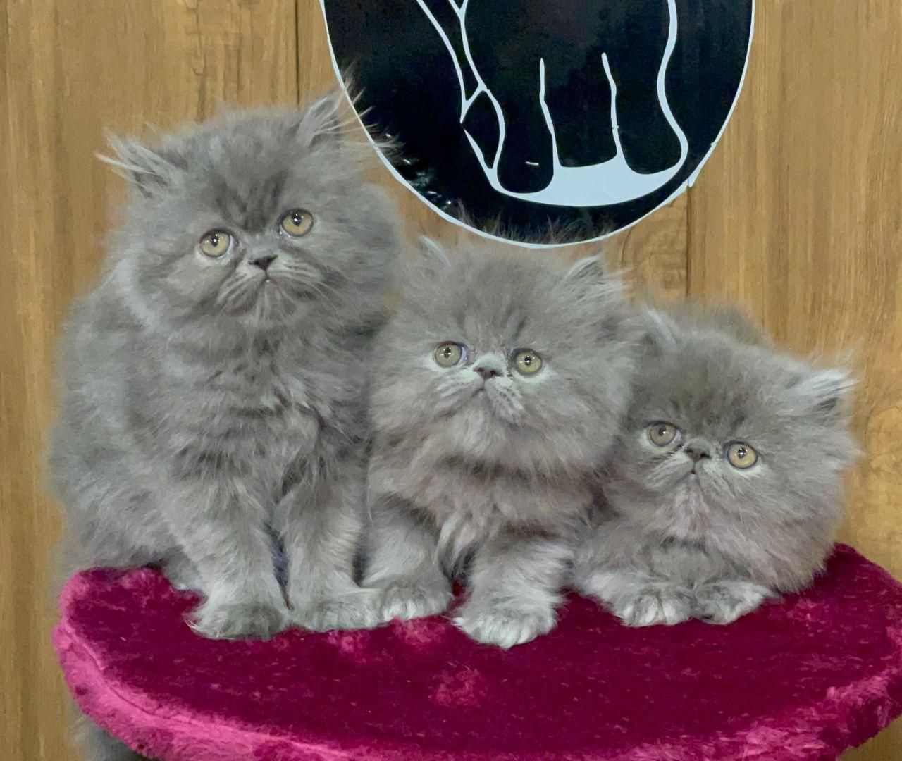 بچه گربه های دلربا ایران کتز|گربه|رشت, گلباغ نماز|دیوار