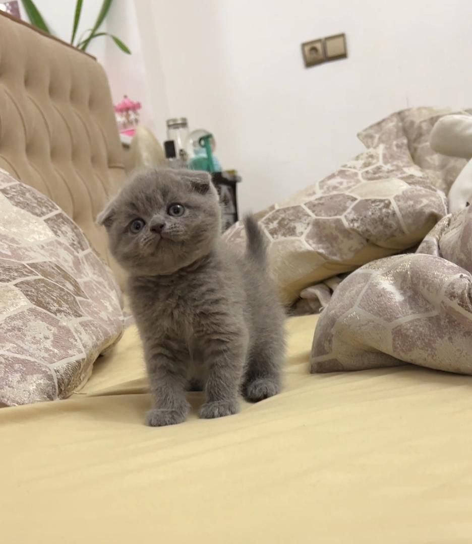 شهر گربه خاص بامزه ( بریتیش پرشین اسکاتیش )|گربه|کرمانشاه, |دیوار