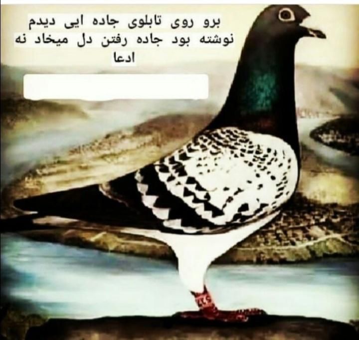خرید و فروش کبوتران استان فارس|پرنده|صدرا-فارس, |دیوار