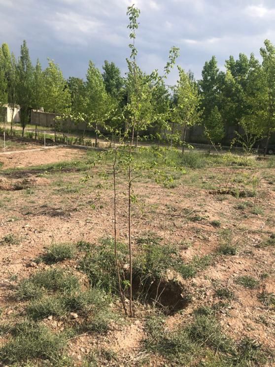 ۱۰۰۰متر زمین کردان کوهسار،موقعیت عالی سرمایه گذاری|فروش زمین و ملک کلنگی|کرج, برغان|دیوار