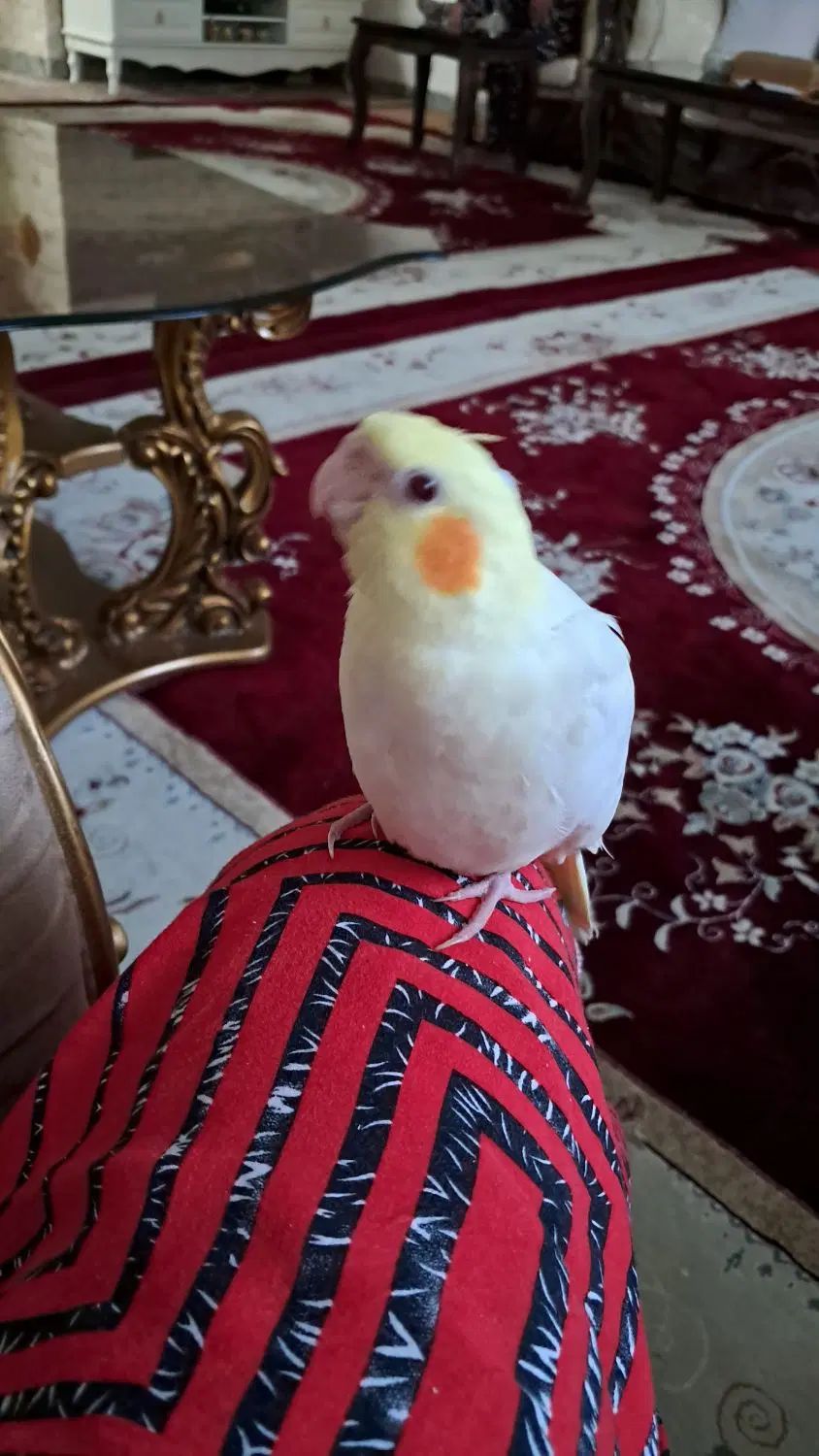 عروس هلندی ماده جوان و سر حال.|پرنده|مشهد, حجاب (شهرک غرب)|دیوار