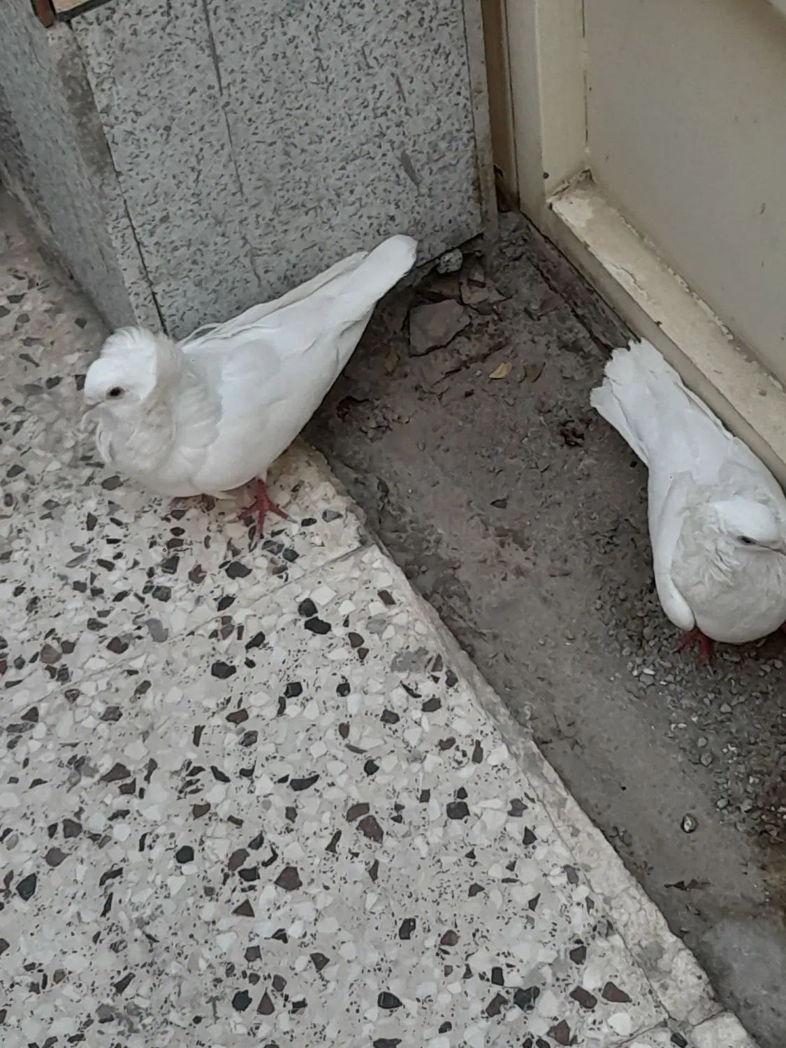 کفتر|پرنده|اصفهان, برزان|دیوار