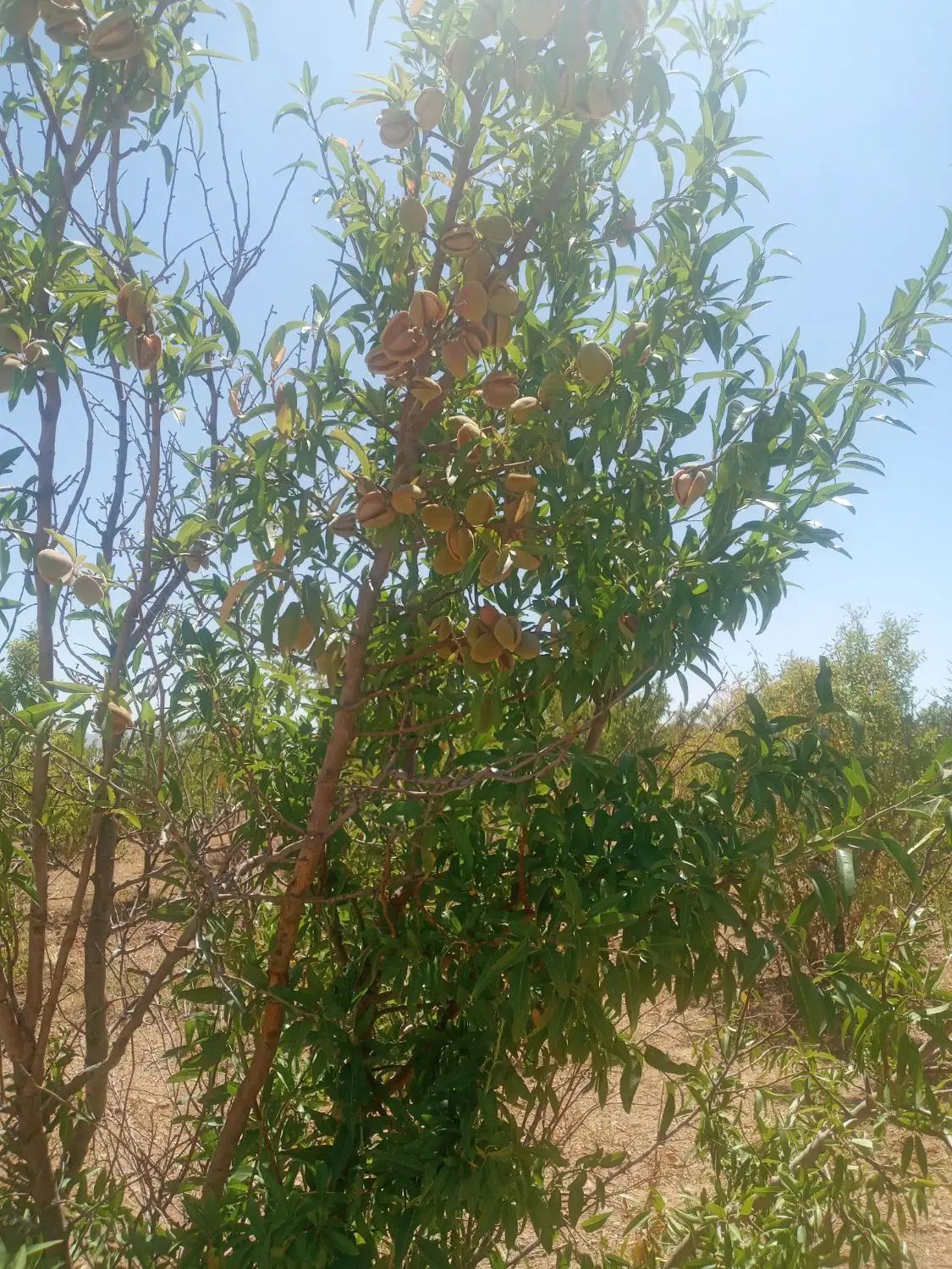 باغ ۱۶۰۰متری بادام دارای آب و سندتکبرگ  زیر قیمت|فروش زمین و ملک کلنگی|اصفهان, خرم|دیوار