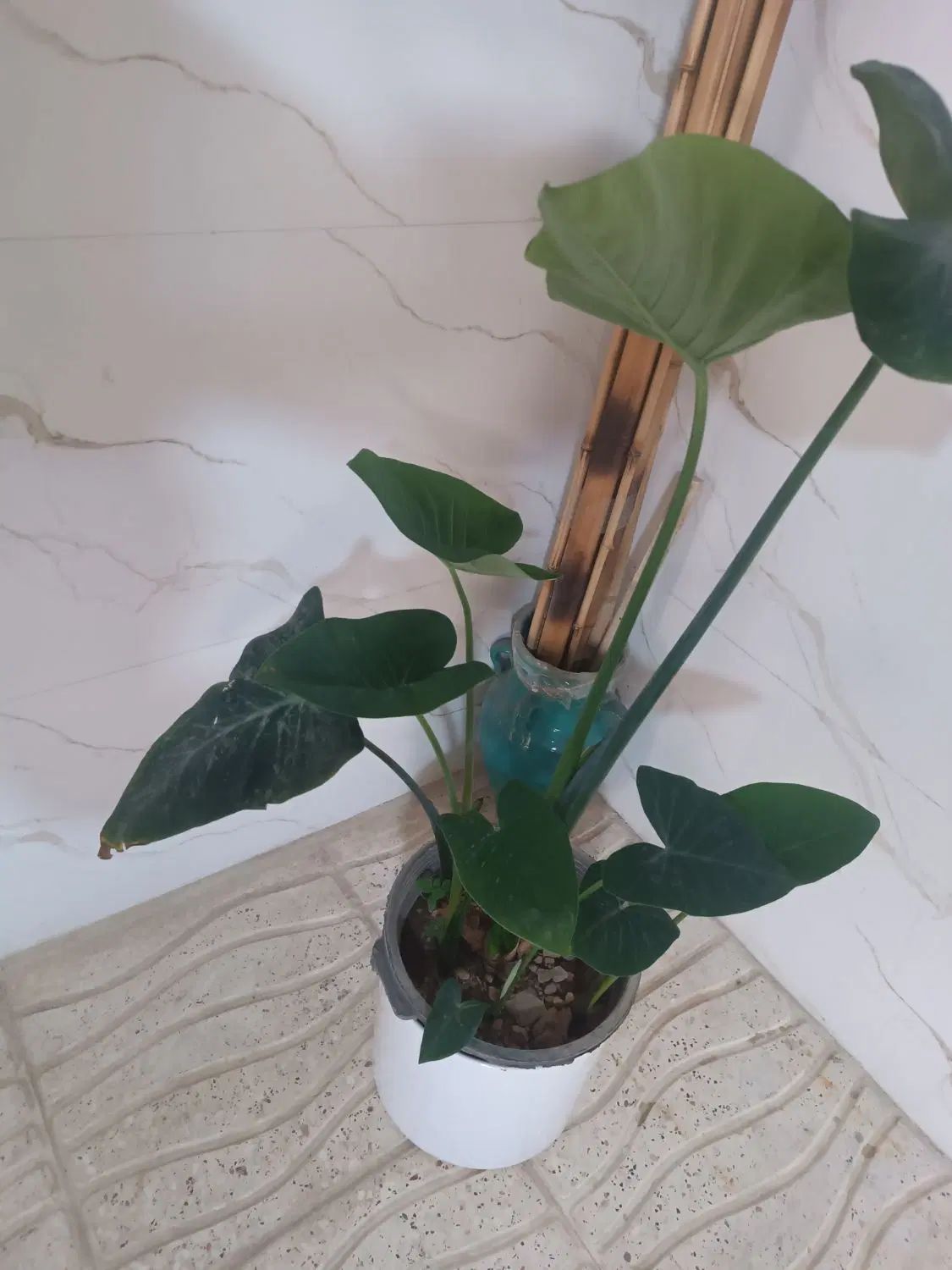 گل آپارتمان بابا آدم بلک ریشه پر و پر از پاجوش ۷۵|گل و گیاه طبیعی|اصفهان, باغ فدک|دیوار