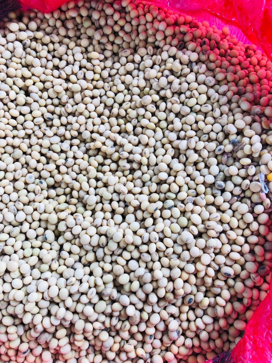 بذر دانه سویا|عمده‌فروشی|گرگان, |دیوار