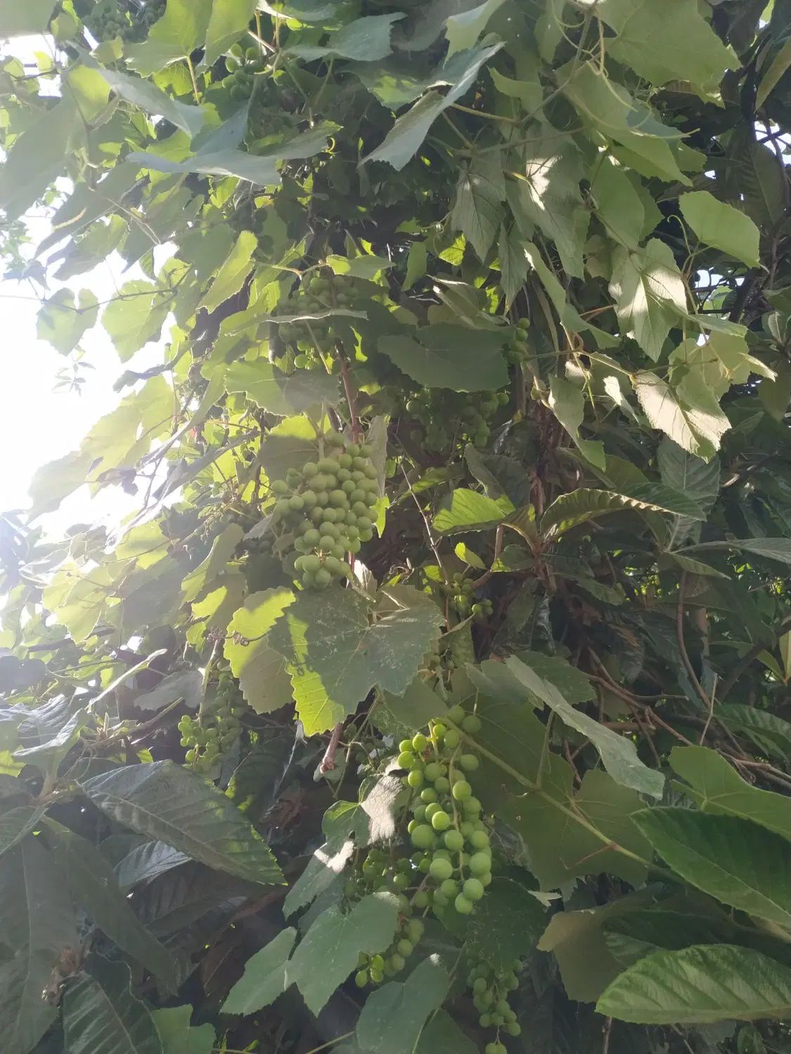 قوره|خوردنی و آشامیدنی|رشت, فرزانه|دیوار