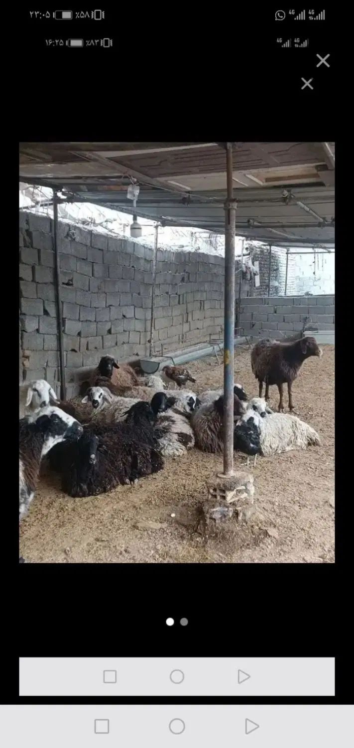 گوسفند خونی|حیوانات مزرعه|مشهد, ده دی|دیوار