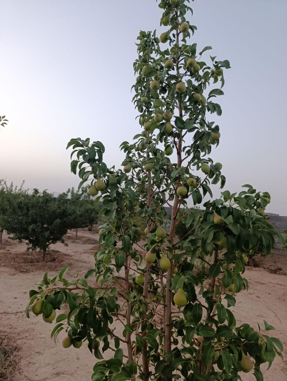 فروش باغ|فروش زمین و ملک کلنگی|اصفهان, دستگرده|دیوار
