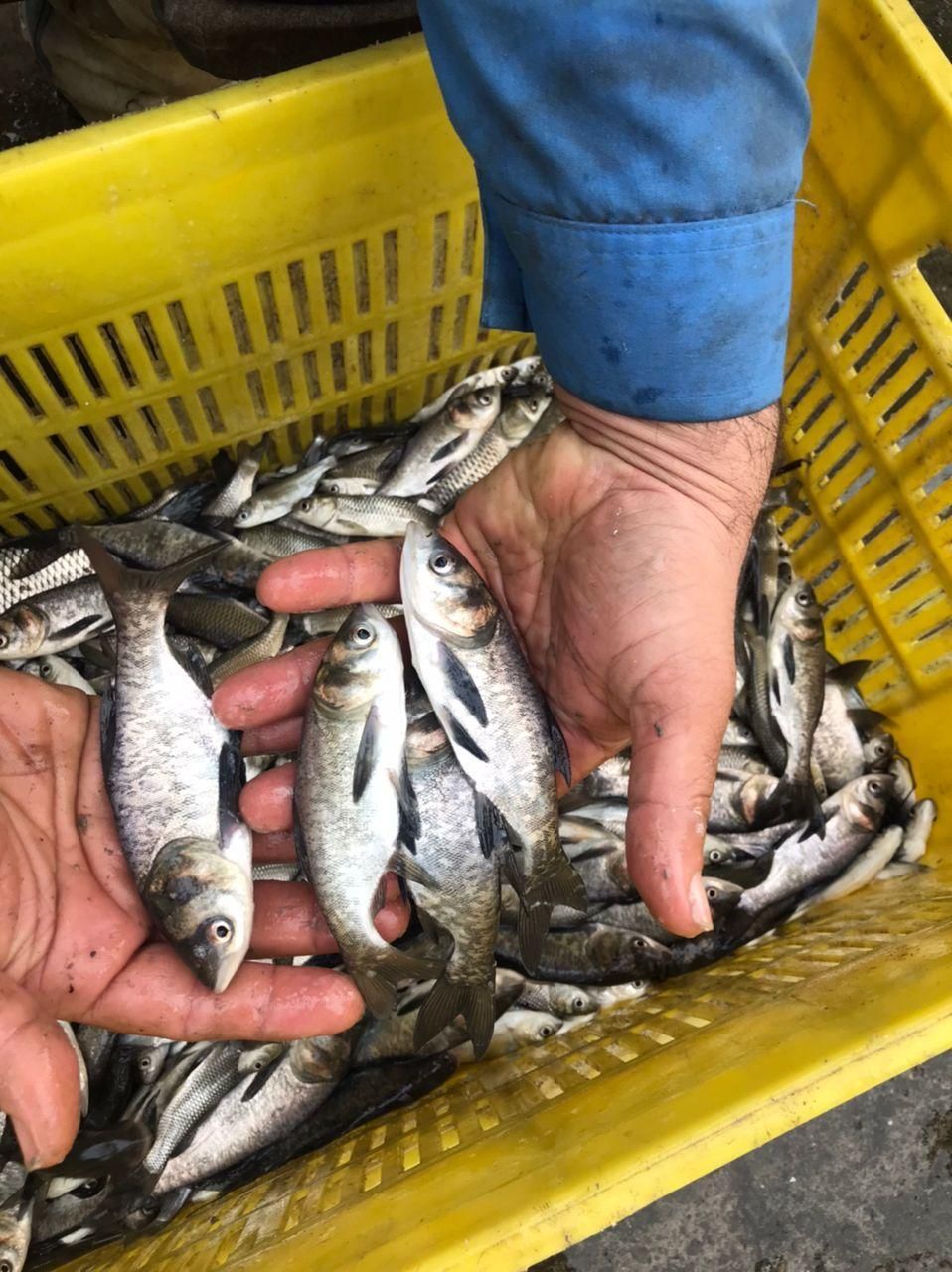 آبزیان پرورشی|ماهی|قزوین, |دیوار