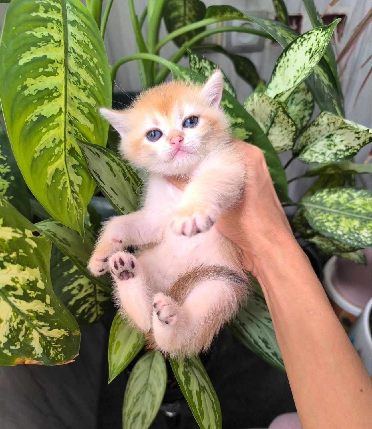 گربه های لوکس iran cats|گربه|کیش, |دیوار