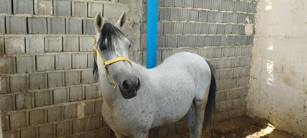 فروش چند راس اسب مادیون|اسب و تجهیزات اسبسواری|جهرم, |دیوار