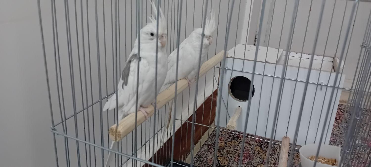 جفت عروس هلندی|پرنده|رفسنجان, |دیوار