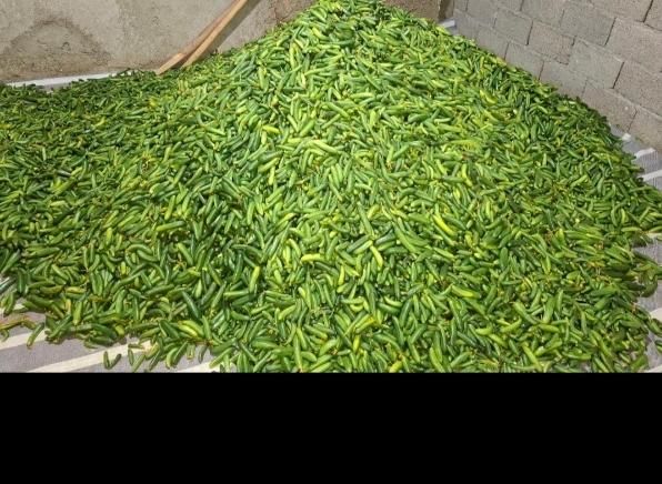 خیار رویال مخصوص خیار شور با اب چاه|خوردنی و آشامیدنی|تهران, هفده شهریور|دیوار
